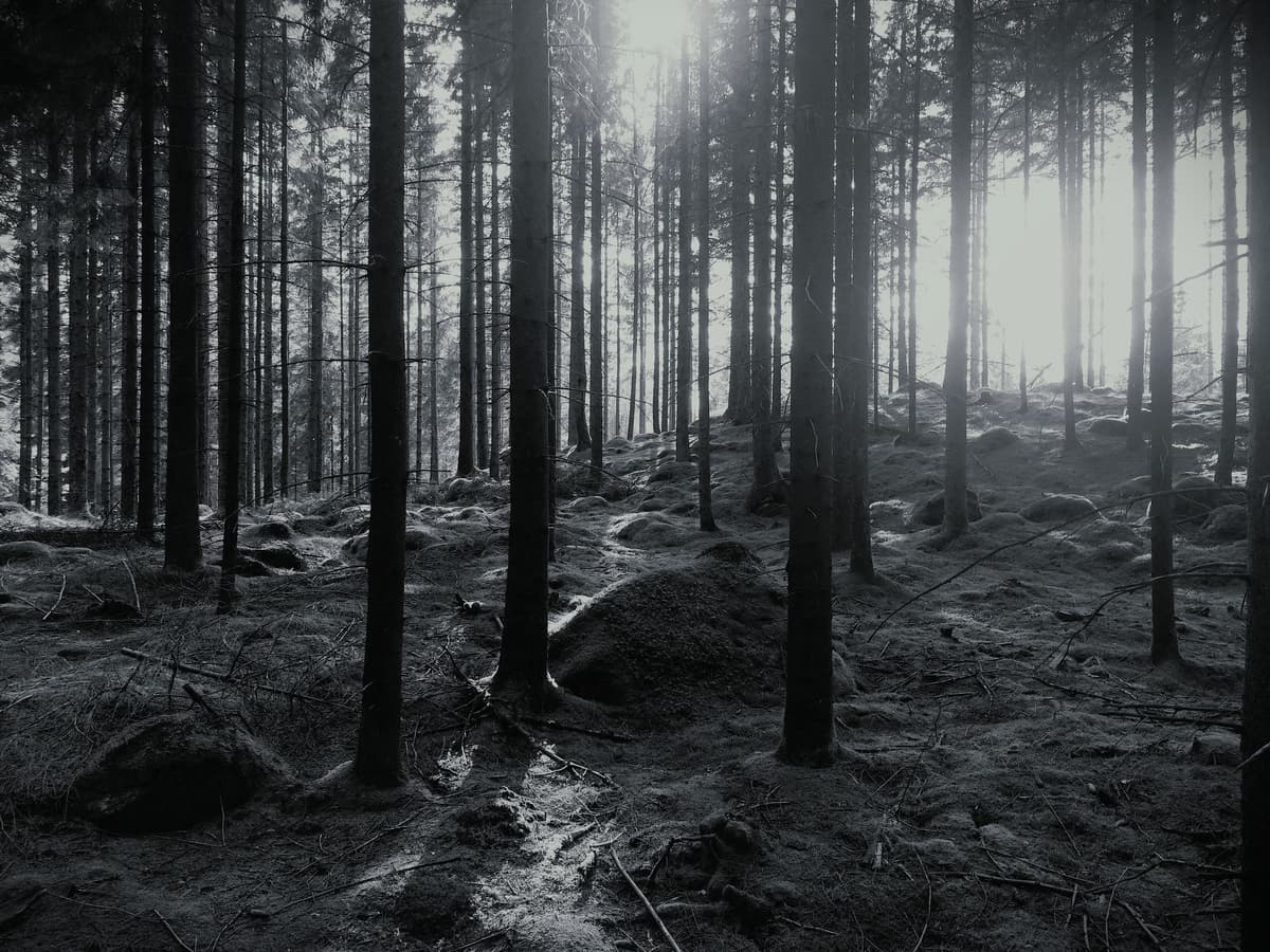 Dzewa symbolizujące ekologie